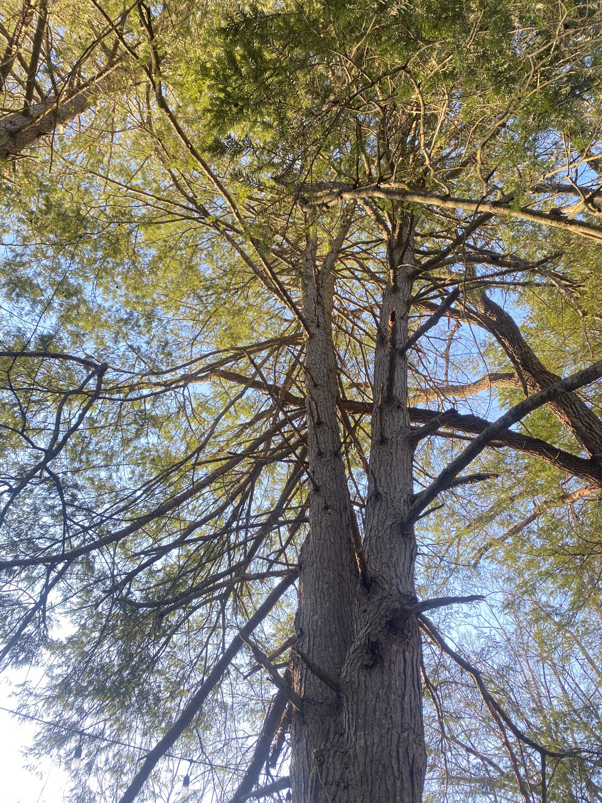 Jam Jar 6: Early February Playlist